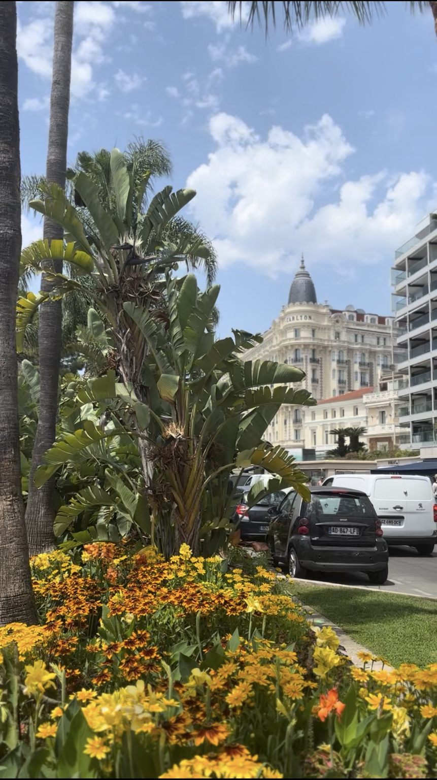 The Carlton hotel in Cannes, framed by palm trees and colourful flower beds